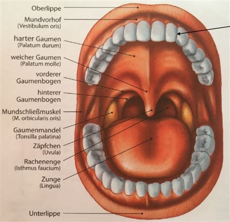 Anatomie Verdauungssystem unvollständig Karteikarten Quizlet