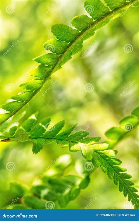 Gentle Curves Of Fern Leaves Polypodiopsida Stock Image Image Of