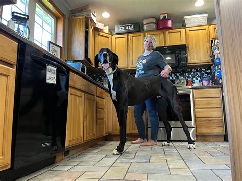 The world’s tallest dog is terrified of the vacuum and names after a Home Alone character | The