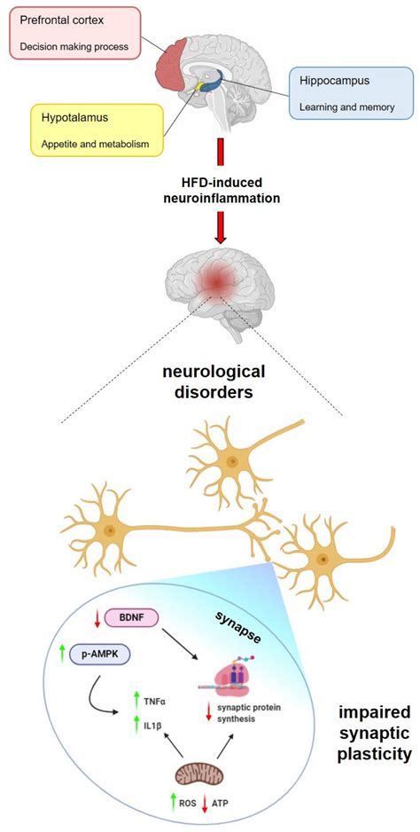 Ijms Free Full Text Interplay Between Peripheral And Central Inflammation In Obesity