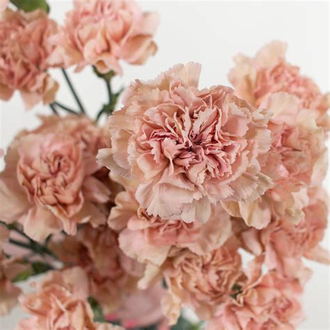 Terracotta Carnations Bulk Diy Wedding Flowers Flower Moxie