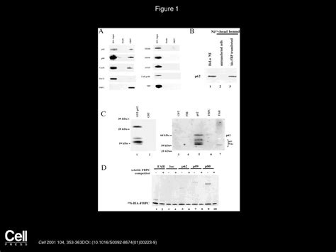 Volume 104, Issue 3, Pages (February 2001) - ppt download