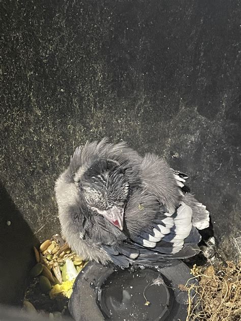 why is bird injured without vet 11