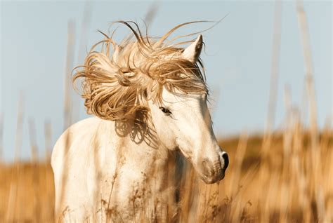Pollenallergie bij het paard | PUUR