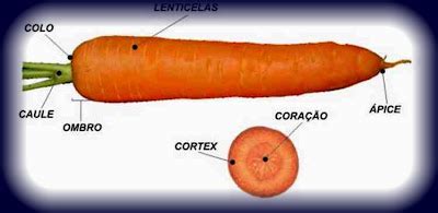 PLANTAS MEDICINAIS: CENOURA - Daucus carota - Propeirdades Medicinais - 39