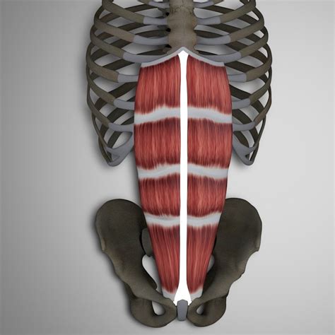 Abdominal Muscles Group – Bony Landmarks | 3D Muscle Lab