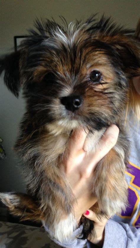 What You Should Know About Yorkie Shih Tzu Mix | Junee's Magic