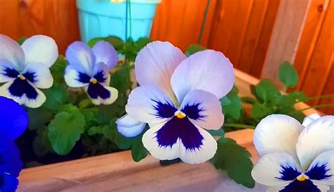 Фиалка (виола виттрока) – выращивание, уход и сорта анютиных глазок ...