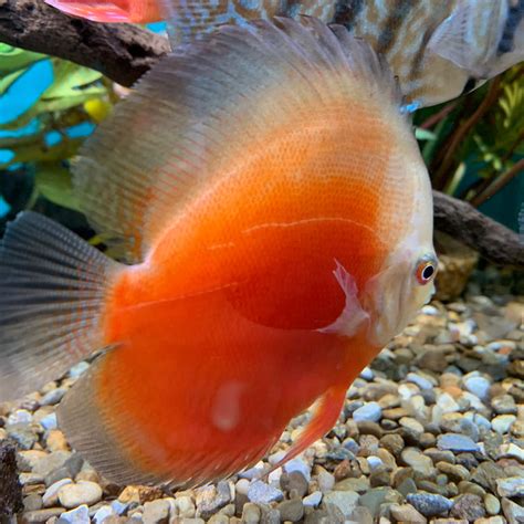 Discus tank size - faskorean