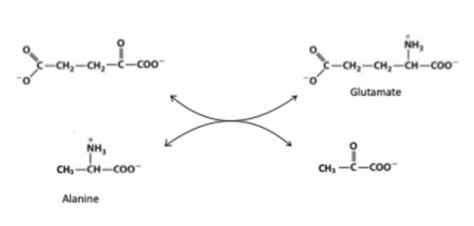 Biochem Unit Flashcards Quizlet