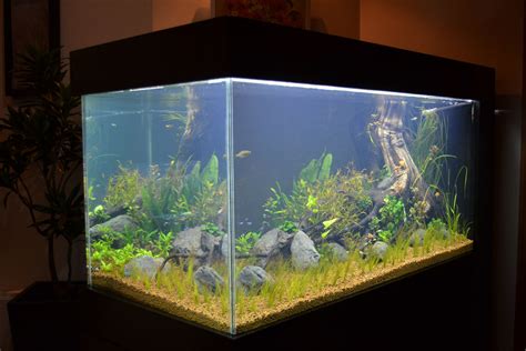 How To Build A Aquarium Builders Villa