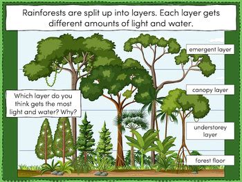 Investigating the layers of a tropical rainforest by Teach It Forward