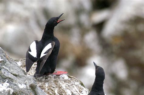 Order Charadriiformes