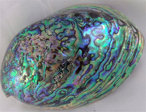 Large Rainbow Abalone Seashell Abalone Shells