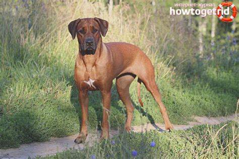 Rhodesian Ridgeback descripción de la raza y carácter del perro