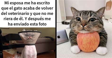 25 Memes De Gatos Tan Divertidos Como Adorables Nuevas Imágenes