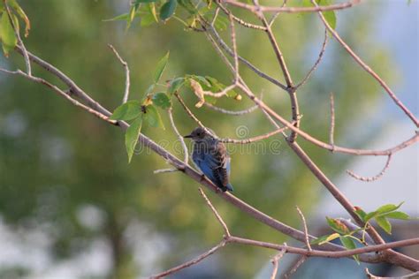 Naked As Jay Bird Stock Photos Free Royalty Free Stock Photos From Dreamstime