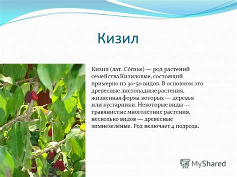 Листья кизила полезные свойства и противопоказания: Кизил листья ...