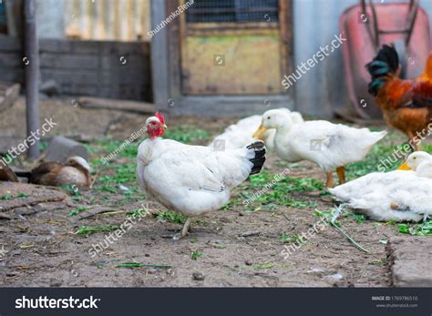 Poultry Yard Naked Neck Breed Chicken Stock Photo Shutterstock