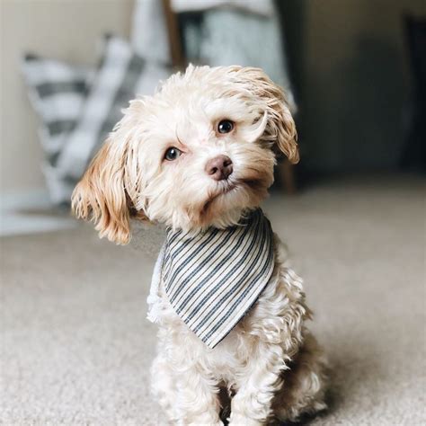 havapoo  definitive guide   havanese poodle mix