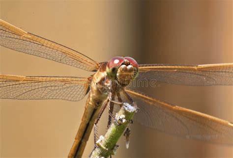 Smiling Dragonfly Stock Photo Image Of Twig Animal 31971012