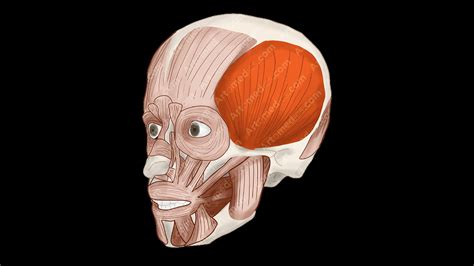 Heidi H Md Artomedics Studio Temporalis Muscle Anterolateral View