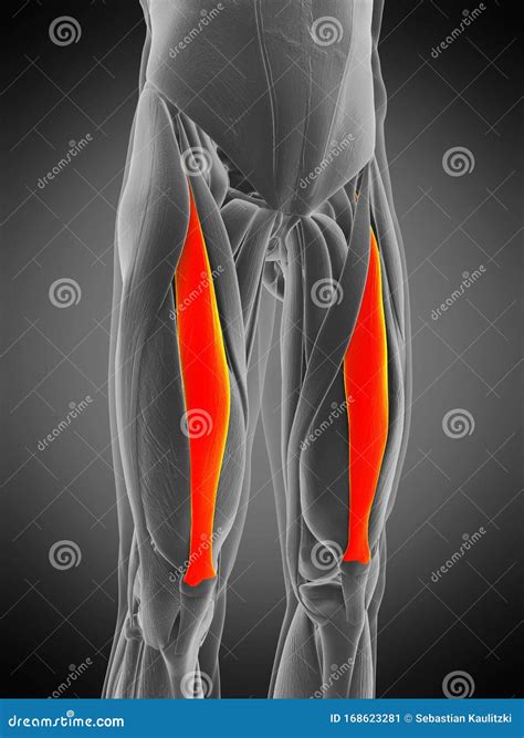 Rectus Femoris Illustrazione Di Stock Illustrazione Di Medico