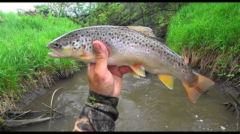 Wisconsin Trout Fishing 5242020 Youtube