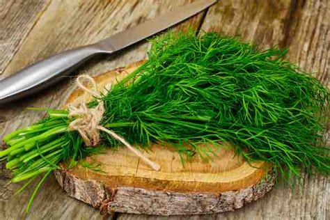 dill dukat garden growers