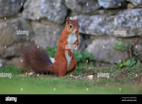 Red Squirrel Sciurus Vulgaris Standing In Front Of Brick Wall Isle Of Wight Hampshire Uk