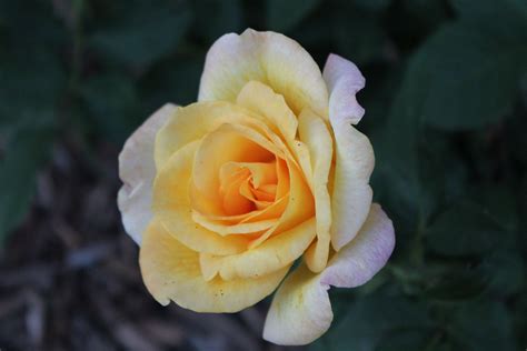 Yellow Rose Austin Texas: The Secret History You Won't Believe! Image 11