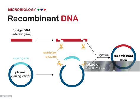 Diagram Biologis Menjelaskan Konsep Dna Rekombinan Atau Konstruksi ...