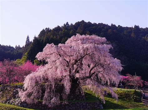 The 6 greatest cherry blossom trees of Japan and where to see them