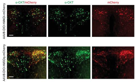 Figures And Data In Oxytocin Signaling In The Medial Amygdala Is Required For Sex Discrimination