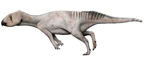 fun microceratops facts  kids kidadl