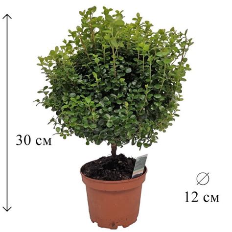 Мирсина африкана на штамбе 12/30 CF купить на OZON по низкой цене ...