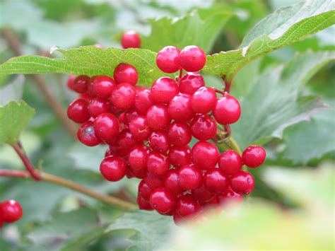 Guelder Rose How To Grow Trees