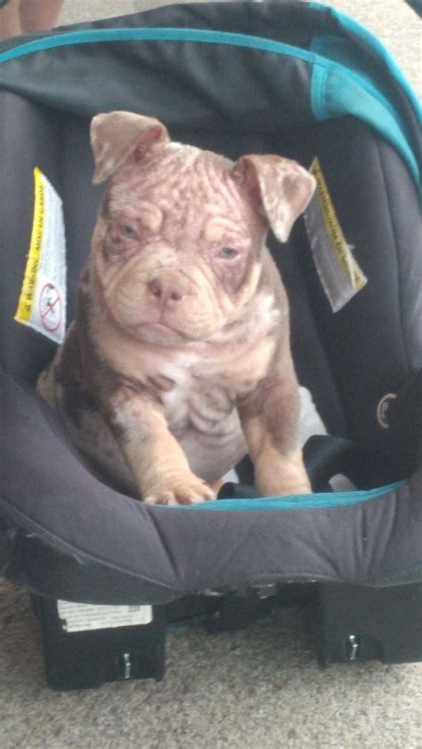 Pin By Christopher Lewis On Roblox Dogs Animals Pitbulls
