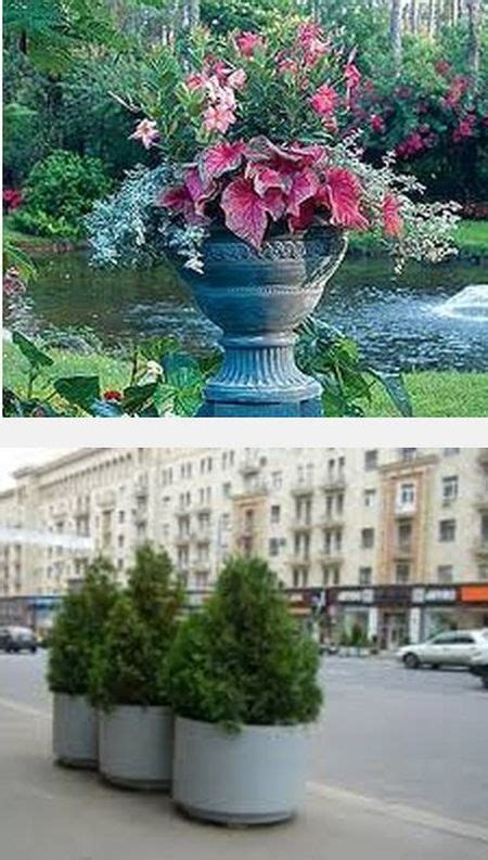 Мир контейнерного озеленения | ВО САДУ И В ОГОРОДЕ