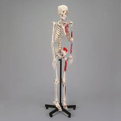 Altay Economy Human Muscular Skeleton Rod Supported Carolina