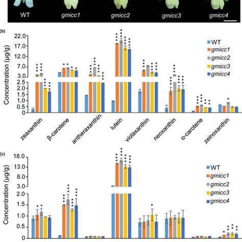 Phenotypes Of The Wild‐type Wt And Gmicc Mutants A Flowers Of The