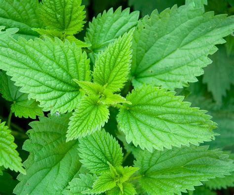 Beware! 8 Poisonous Weeds You Shouldn't Touch Without Gloves