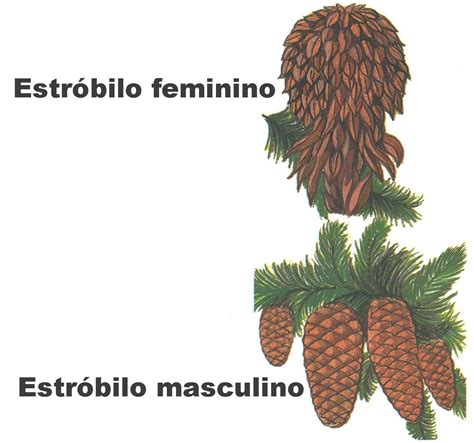 O Que São Estróbilos - Qual desses estróbilos e feminino?Como ele é chamado popularmente ...