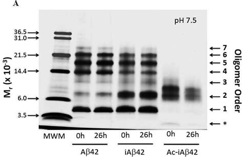 Gly25-Ser26 amyloid β-protein structural isomorphs produce distinct ...