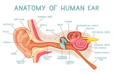 Cartoon Ear Anatomy Graphic by winwin.artlab · Creative Fabrica