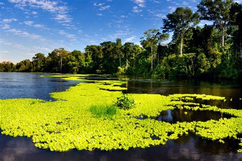 Selva Peruana Los Mejores Destinos Turisticos Para Visitar