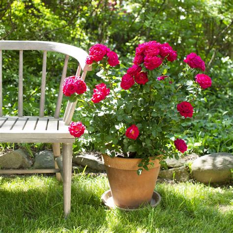 True Bloom® Rose - Dewar Nurseries