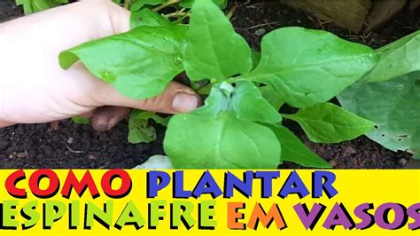 Como Plantar Espinafre Em Vasos Youtube