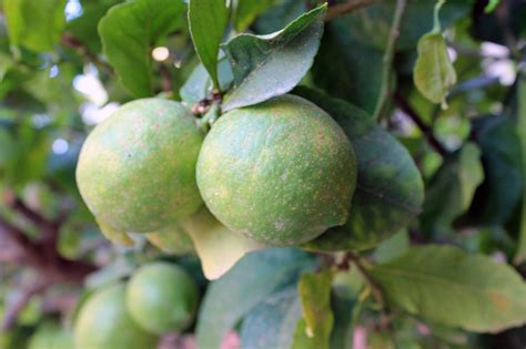 Lemon Citrus Organic - Free photo on Pixabay - Pixabay