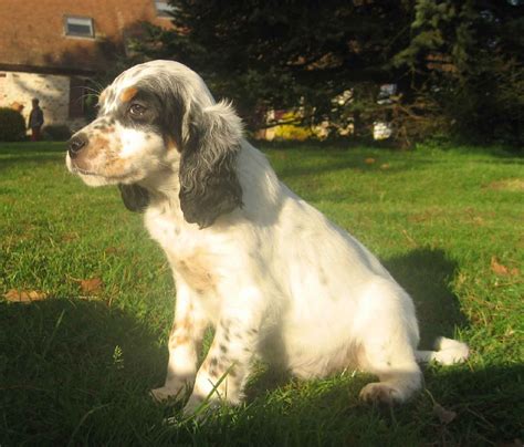 Photo Elevage Du Mas D Eyraud Eleveur De Chiens Setter Anglais